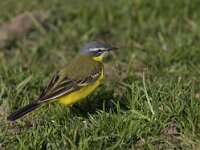 Motacilla flava 8, Gele kwikstaart, Saxifraga-Mark Zekhuis
