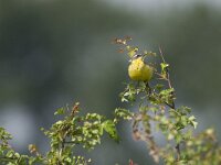 Motacilla flava 9, Gele kwikstaart, Saxifraga-Mark Zekhuis