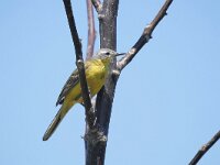 Motacilla flava 91, Gele kwikstaart, Saxifraga-Tom Heijnen