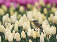 Motacilla flava 99, Gele kwikstaart, Saxifraga-Luc Hoogenstein