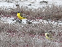 Motacilla flava dombrowski 38, Roemeense gele kwikstaart, Saxifraga-Henk Baptist