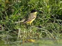 Motacilla flava feldegg 10, Balkan gele kwikstaart, Saxifraga-Joerg Mager