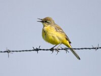 Motacilla flava flavissima 98, Engelse kwikstaart, Saxifraga-Luc Hoogenstein