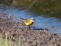 Motacilla flava iberiae 40, Iberische gele kwikstaart, Saxifraga-Henk Baptist