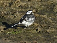 Motacilla yarrellii 11, Rouwkwikstaart, Saxifraga-Henk Sierdsema