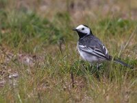 Motacilla yarrellii 13, Rouwkwikstaart, Saxifraga-Mark Zekhuis