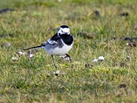 Motacilla yarrellii 17, Rouwkwikstaart, Saxifraga-Bart Vastenhouw