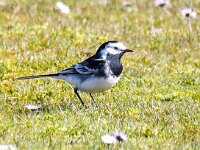 Motacilla yarrellii 19, Rouwkwikstaart, Saxifraga-Bart Vastenhouw