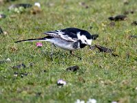 Motacilla yarrellii 20, Rouwkwikstaart, Saxifraga-Bart Vastenhouw