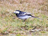 Motacilla yarrellii 21, Rouwkwikstaart, Saxifraga-Bart Vastenhouw