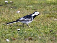 Motacilla yarrellii 22, Rouwkwikstaart, Saxifraga-Bart Vastenhouw
