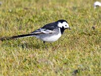 Motacilla yarrellii 24, Rouwkwikstaart, Saxifraga-Bart Vastenhouw