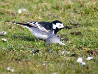 Motacilla yarrellii 25, Rouwkwikstaart, Saxifraga-Bart Vastenhouw
