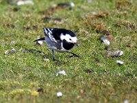Motacilla yarrellii 26, Rouwkwikstaart, Saxifraga-Bart Vastenhouw