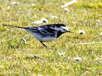 Motacilla yarrellii 27, Rouwkwikstaart, Saxifraga-Bart Vastenhouw