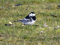 Motacilla yarrellii 29, Rouwkwikstaart, Saxifraga-Bart Vastenhouw