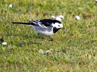 Motacilla yarrellii 31, Rouwkwikstaart, Saxifraga-Bart Vastenhouw