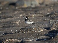 Motacilla yarrellii 8, Rouwkwikstaart, Saxifraga-Peter Meininger