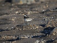 Motacilla yarrellii 9, Rouwkwikstaart, Saxifraga-Peter Meininger
