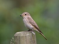 Muscicapa striata 5, Grauwe vliegenvanger, Saxifraga-Luc Hoogenstein : Grauwe vliegenvanger, Soest, Spotted flycatcher, bird, green, prey, voedsel, vogel