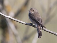 Muscicapa striata 6, Grauwe vliegenvanger, Saxifraga-Mark Zekhuis