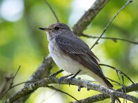 Muscicapa striata 68, Grauwe vliegenvanger, Saxifraga-Bart Vastenhouw