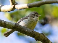 Muscicapa striata 73, Grauwe vliegenvanger, Saxifraga-Bart Vastenhouw