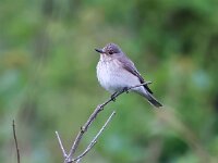 Muscicapa striata 77, Grauwe vliegenvanger, Saxifraga-Bart Vastenhouw