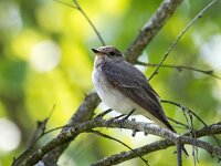 Muscicapa striata 83, Grauwe vliegenvanger, Saxifraga-Bart Vastenhouw
