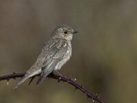 Muscicapa striata 9, Grauwe vliegenvanger, Saxifraga-Mark Zekhuis