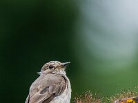 Muscicapa striata 92, Grauwe vliegenvanger, adult, male, Saxifraga-Theo Verstrael