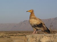 Neophron percnopterus 15, Aasgier, Saxifraga-Rob Felix : Animalia, Aves, Chordata, animal, bird, dier, dieren, gewervelde dieren, vertebraat, vertebrate, vogel, vogels