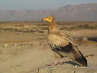 Neophron percnopterus 16, Aasgier, Saxifraga-Rob Felix : Animalia, Aves, Chordata, animal, bird, dier, dieren, gewervelde dieren, vertebraat, vertebrate, vogel, vogels