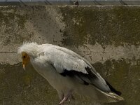 Neophron percnopterus 19, Aasgier, Saxifraga-Jan van der Straaten