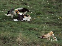 Neophron percnopterus 20, Aasgier, Saxifraga-Martin Mollet
