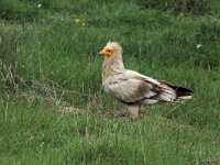 Neophron percnopterus 21, Aasgier, Saxifraga-Martin Mollet