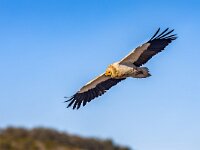 Egyptian vulture flying  Egyptian vulture (Neophron percnopterus) flying against blue sky in Spanish Pyrenees, Catalonia, Spain. April. It is widely distributed; the Egyptian vulture is found from the Iberian Peninsula and North Africa to India. : accipitridae, africa, animal, asia, beak, bill, biology, bird, bird of prey, birdwatching, carrion, cevennes, chicken, egyptian, egyptian vulture, fauna, feathers, feeding, flight, fly, flying, foraging, life, looking, meat, mountain, nature, neophron, old, old world vulture, ornithology, percnopterus, pharaoh's, portrait, predator, prey, raptor, scavenger, spain, strong, tremp, vulture, white, wild, wildlife, wing, wings, yellow