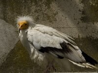 Neophron percnopterus 4, Aasgier, Saxifraga-Jan van der Straaten