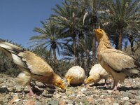 Neophron percnopterus 7, Aasgier, Saxifraga-Rob Felix : Animalia, Aves, Chordata, animal, bird, dier, dieren, gewervelde dieren, vertebraat, vertebrate, vogel, vogels