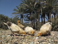 Neophron percnopterus 9, Aasgier, Saxifraga-Rob Felix : Animalia, Aves, Chordata, animal, bird, dier, dieren, gewervelde dieren, vertebraat, vertebrate, vogel, vogels