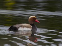 Netta rufina 16, Krooneend, Saxifraga-Luc Hoogenstein  Krooneend, Red-chested Pochard, Netta rufina : mooi, Red-chested Pochard, april, duck, Portugal, spring, coast, water, wild, kust, mannetje, wilde vogel, meer, Iberisch Schiereiland, eend, lente, nature, beautiful, natuur, red bill, male, lake, Netta rufina, Europa, rode snavel, Zuid-Europa, voorjaar, Krooneend, drake, freshwater, Algarve, zoet water