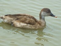 Netta rufina 2, Krooneend, female, Saxifraga-Jan van der Straaten