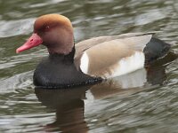 Netta rufina 26, Krooneend, Saxifraga-Jan Nijendijk