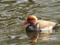 Netta rufina 27, Krooneend, Saxifraga-Jan Nijendijk