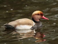 Netta rufina 28, Krooneend, Saxifraga-Jan Nijendijk