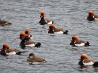 Netta rufina 30, Krooneend, Saxifraga-Bart Vastenhouw