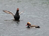 Netta rufina 35, Krooneend, Saxifraga-Mark Zekhuis
