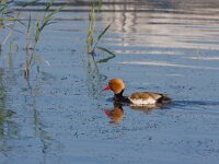 Netta rufina  krooneend : Netta refina