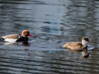 Netta rufina 54, Krooneend, adult, pair, Saxifraga-Theo Verstrael