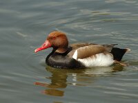 Netta rufina 9, Krooneend, male, Saxifraga-Jan van der Straaten